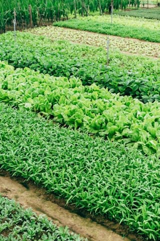 Vegetable Field