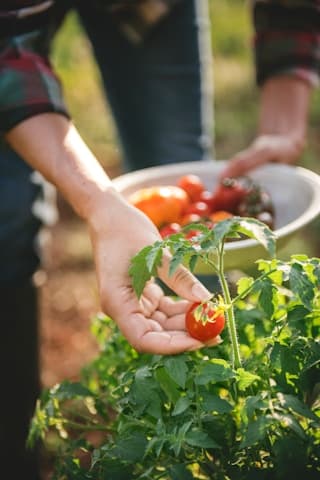 Vegetable Field